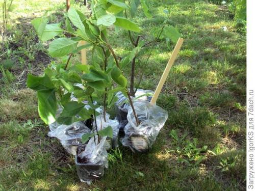 Какие урожайные сорта магнолий вы выращивали в 2025 году. Магнолия. Поиск новых сортов для средней полосы