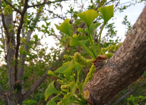 Полный отчет по моим магнолиям по итогам 2025. Собирает
по всему миру – распространяет по России