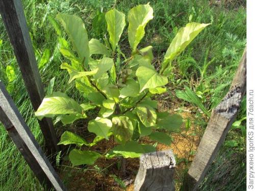 Какие урожайные сорта магнолий вы выращивали в 2025 году. Магнолия. Поиск новых сортов для средней полосы