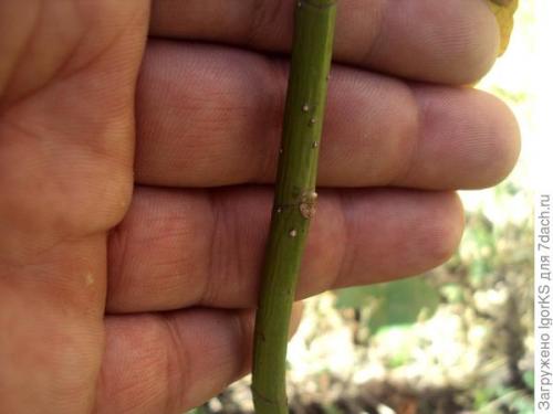 Какие урожайные сорта магнолий вы выращивали в 2025 году. Магнолия. Поиск новых сортов для средней полосы