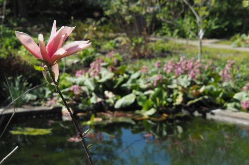 Полный отчет по моим магнолиям по итогам 2025. Собирает
по всему миру – распространяет по России