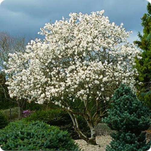 Какие особенности климата и погоды повлияли на ваши магнолии в 2025 году. МОРОЗОСТОЙКИЕ МАГНОЛИИ: БИОЛОГИЧЕСКИЙ ПОРТРЕТ