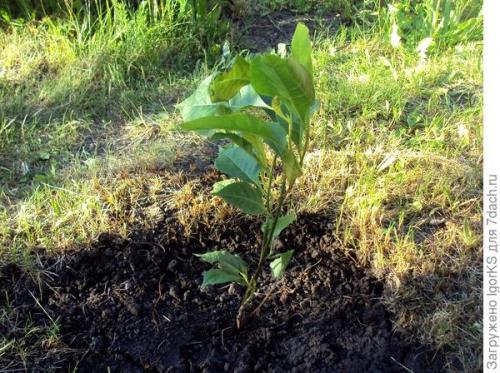 Какие урожайные сорта магнолий вы выращивали в 2025 году. Магнолия. Поиск новых сортов для средней полосы