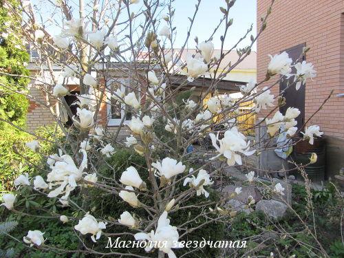 Отчет о росте и развитии моих магнолий в 2025 году 04