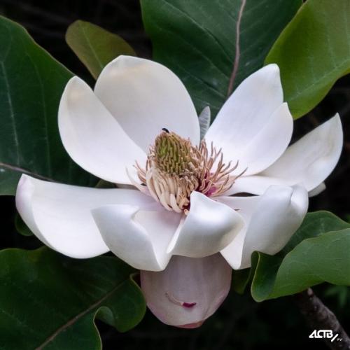 Какие успехи и достижения вы заметили в своем саду с магнолиями в 2025 году. Магнолия зацвела в сахалинском ботаническом саду впервые почти за 30 лет