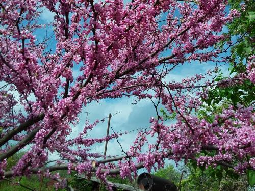 Полный отчет по моим магнолиям по итогам 2025. Собирает
по всему миру – распространяет по России