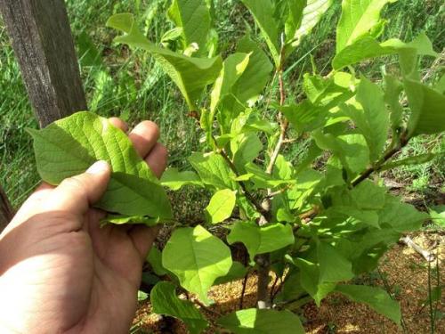 Какие урожайные сорта магнолий вы выращивали в 2025 году. Магнолия. Поиск новых сортов для средней полосы