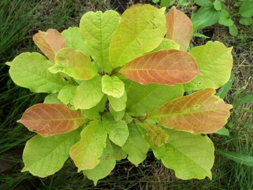 Какие урожайные сорта магнолий вы выращивали в 2025 году. Магнолия. Поиск новых сортов для средней полосы