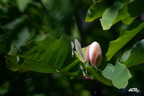 Какие успехи и достижения вы заметили в своем саду с магнолиями в 2025 году. Магнолия зацвела в сахалинском ботаническом саду впервые почти за 30 лет