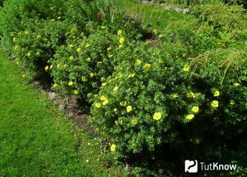 Как размножать курильский чай. Курильский чай кустарниковый. Размножение делением куста. Правила ухода и выращивания 07