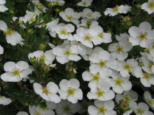 Как размножать курильский чай. Курильский чай кустарниковый. Размножение делением куста. Правила ухода и выращивания 06