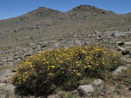 Как размножать курильский чай. Курильский чай кустарниковый. Размножение делением куста. Правила ухода и выращивания 04