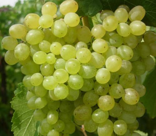 Красные сорта винограда столовые. Белые столовые 01 Красные сорта винограда столовые. Белые столовые 01