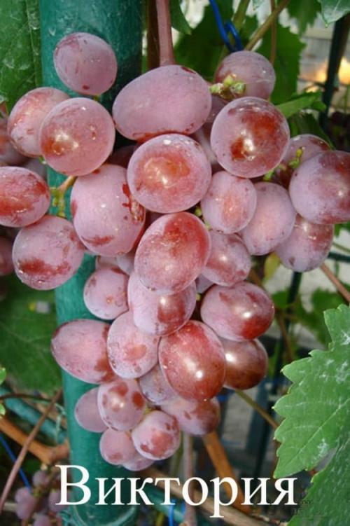 Сорта винограда по алфавиту. Список сортов винограда по алфавиту: столовые, ранние, морозостойкие, технические, без косточек, элитные, мускатные