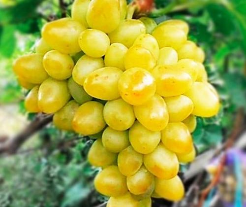 Красные сорта винограда столовые. Белые столовые 02 Красные сорта винограда столовые. Белые столовые 02