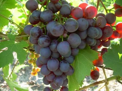 Сорта винограда по алфавиту. Список сортов винограда по алфавиту: столовые, ранние, морозостойкие, технические, без косточек, элитные, мускатные