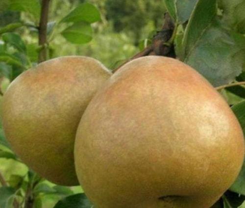 Самые ранние сорта груш для средней полосы. Осенние