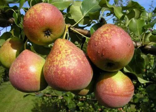 Самые ранние сорта груш для средней полосы. Осенние