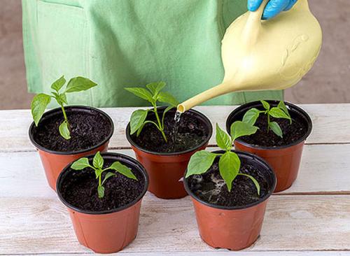 Нашатырный спирт от вредителей. Применение нашатырного спирта для растений в саду и огороде (подкормки, удобрения)