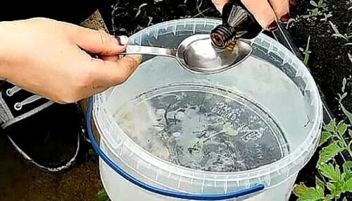 Как развести нашатырный спирт от вредителей. Как правильно разводить для подкормки растений