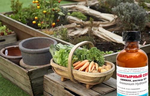 Нашатырный спирт от вредителей. Применение нашатырного спирта для растений в саду и огороде (подкормки, удобрения)