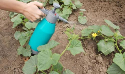 Как развести нашатырный спирт от вредителей. Как правильно разводить для подкормки растений