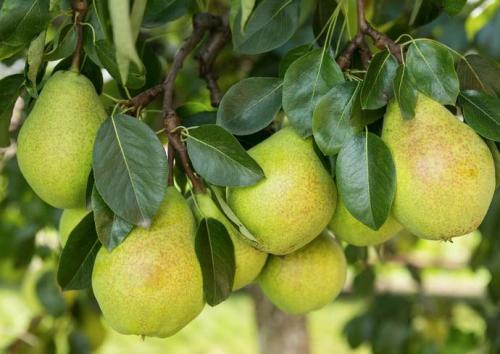 Груша услада описание сорта. Груша услада описание фото отзывы 01