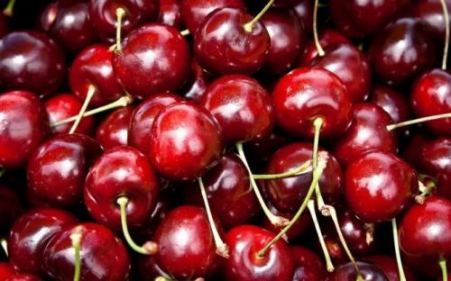 Черешня Ярославна. Описание и отличительные черты сорта черешни Ярославна