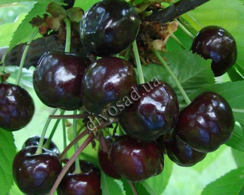 Черешня донецкая красавица. 03