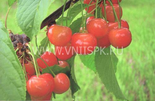 Черешня дончанка описание сорта фото отзывы