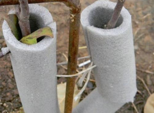 Черешня Ярославна. Описание и отличительные черты сорта черешни Ярославна