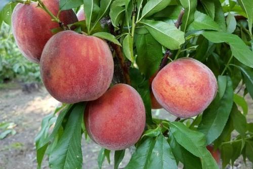 Сорта персиков для волгоградской области. Самые лучшие сорта персиков с фото и описанием