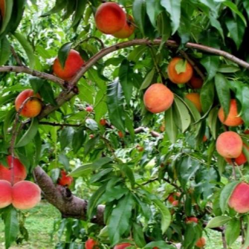 Сорта персиков для волгоградской области. Самые лучшие сорта персиков с фото и описанием 07