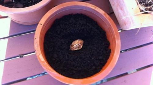 Выращивание персика из косточки. Как вырастить персик из косточки?