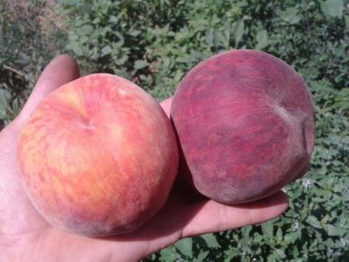 Персики для средней полосы россии сорта. Поздние персики