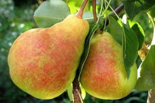 Самоплодные сорта груш для подмосковья. Ранние сорта