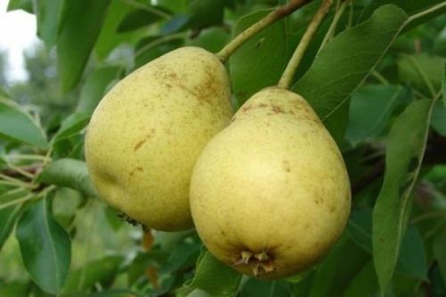 Самоплодные сорта груш для подмосковья. Ранние сорта