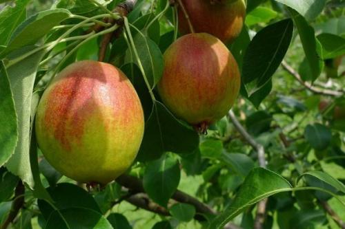 Самоплодные сорта груш для подмосковья. Ранние сорта