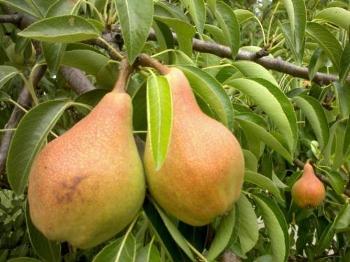 Какие сорта груш лучше сажать в Ленинградской области. Лучшие сорта груш для Ленинградской области