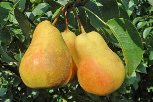 Какие сорта груш лучше сажать в Ленинградской области. Лучшие сорта груш для Ленинградской области