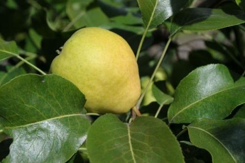 Самоплодные сорта груш для подмосковья. Ранние сорта