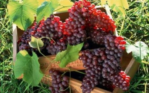Что значит технический сорт винограда. Технические сорта винограда: сравнительная таблица, описание, отзывы, фото 06