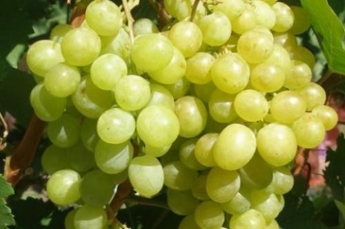 Сорта винограда по алфавиту