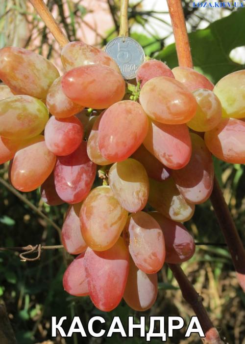 Самые известные сорта винограда. Все сорта винограда: для Черноземья, неприхотливые, для средней полосы России, не укрывные и самые вкусные, рейтинг ТОП-20 с фото