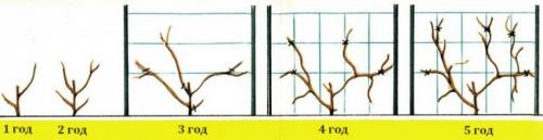 Лимонник посадка и уход в открытом грунте. Условия выращивания 11 Лимонник посадка и уход в открытом грунте. Условия выращивания 11