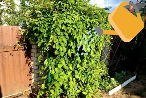 Лимонник посадка и уход в открытом грунте. Условия выращивания 08 Лимонник посадка и уход в открытом грунте. Условия выращивания 08