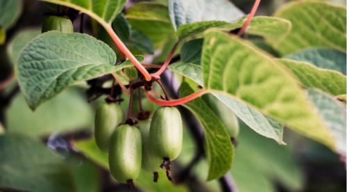 Секреты выращивания китайского лимонника. Биологическая характеристика 06