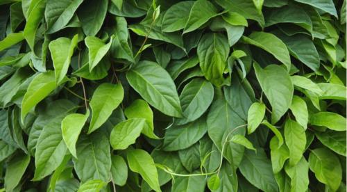 Секреты выращивания китайского лимонника. Биологическая характеристика 04