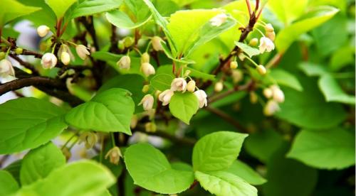 Секреты выращивания китайского лимонника. Биологическая характеристика 02