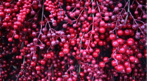 Секреты выращивания китайского лимонника. Биологическая характеристика 05